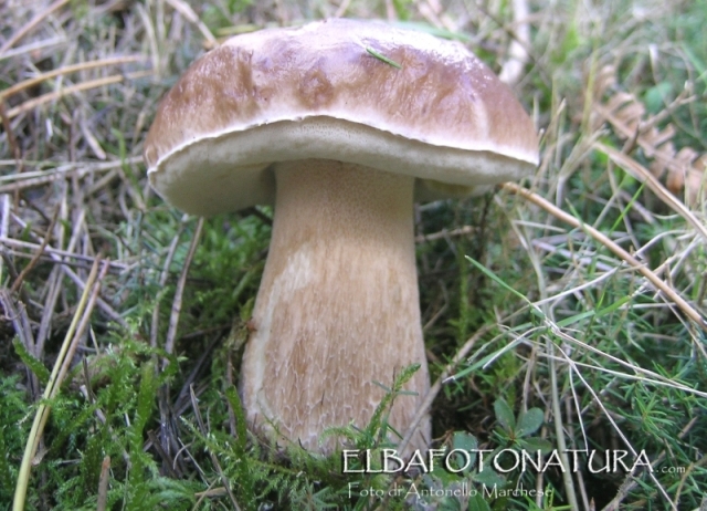 boletus da determinare